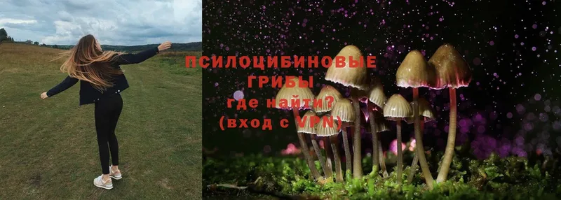 omg tor  даркнет сайт  Реутов  Галлюциногенные грибы Psilocybe 